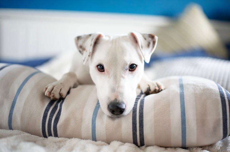 Parson Russell Terrier sind auch im Alter noch aktiv.