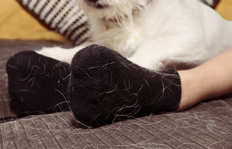 Putztricks: Leute mit haarigen Haustieren müssen oft Tierhaare entfernen.