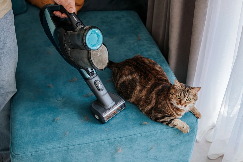 Tierhaare entfernen: Eine Putzroutine bewahrt vor viel Arbeit.