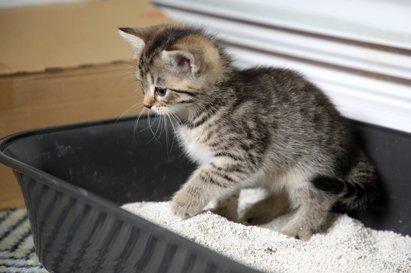 Katzen gehören zu den hygienischsten Tieren.