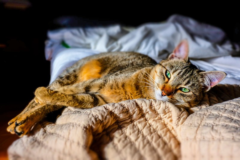 Katzen lieben die Balance zwischen Gemütlichkeit und aktivem Spielen.