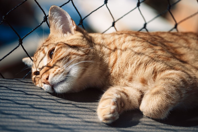 Mit einem Balkon bietest du deiner Katze einen Rückzugsort, sofern er sicher ist.