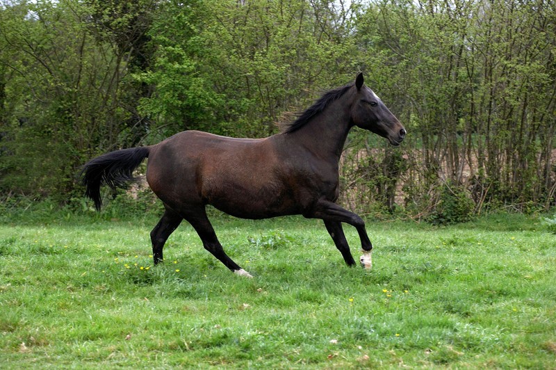 Bei Akhal Teke handelt es sich um eine eher seltene, exotische Pferderasse.