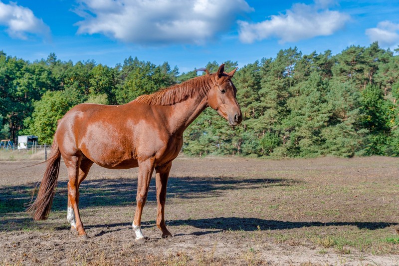 Bei Hanoveranern handelt es sich um vielseitig begabte Tiere.