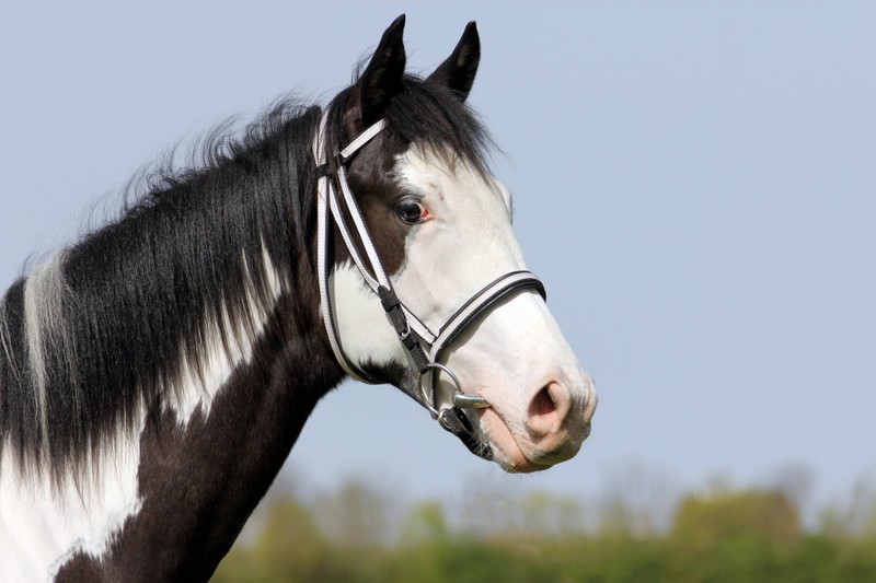 Paint Horses zeigen ein charakteristisches geschecktes Muster.