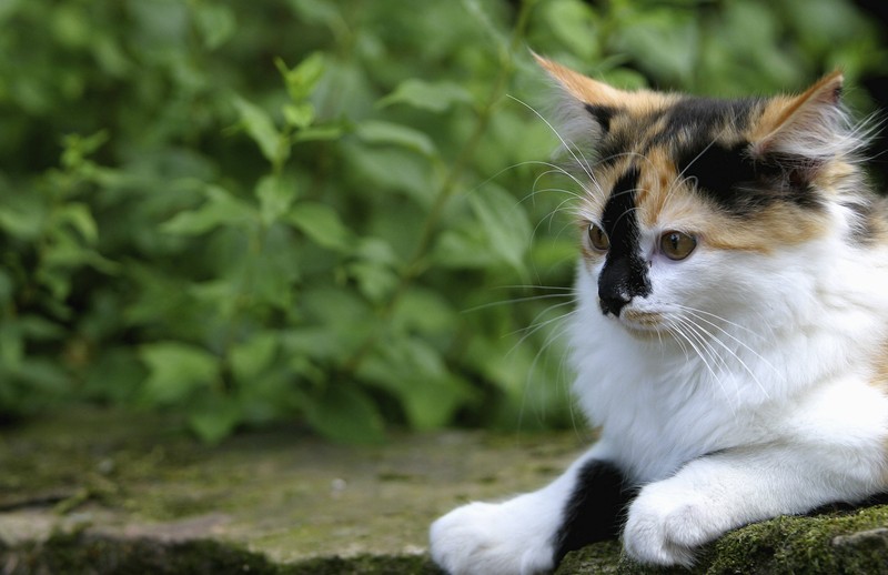 Die dreifarbigen Katzen sind alle einzigartig.