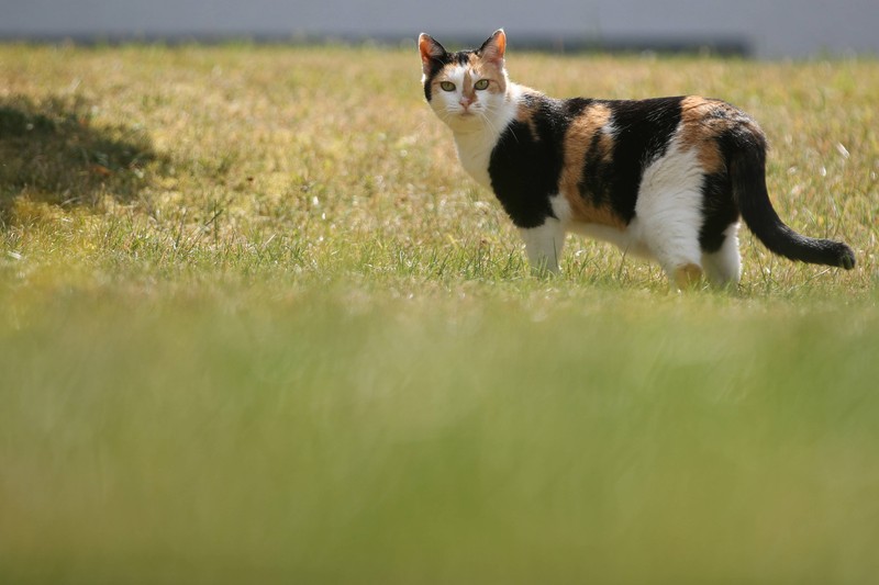 Die Genetik macht den Mythos über die Katzen perfekt.