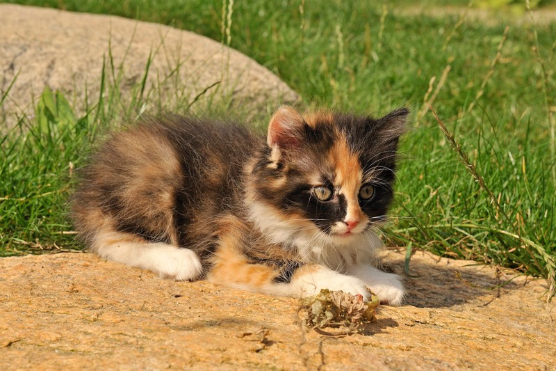 Es gibt kaum dreifarbige Kater.