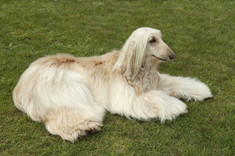 Der afghanische Windhund ist nicht nur richtig süß, sondern auch ideal für Allergiker*innen. 