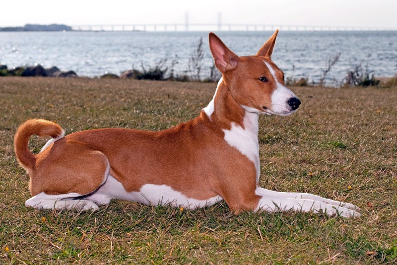 Der Basenji lässt das Herz waschechter Hundeliebhaber*innen höherschlagen. 