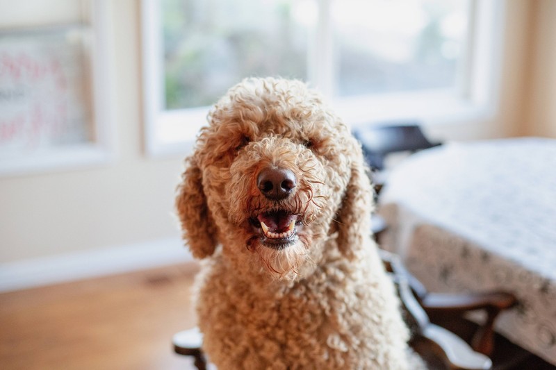 Der Goldendoodle ist ein familien- und allergikerfreundlicher Hybridhund. 