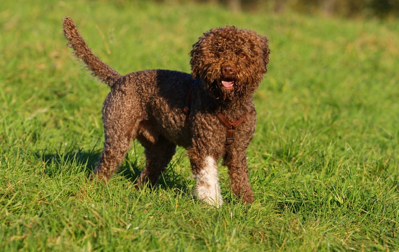 Der Lagotto Romagnolo ist ein verspielter und loyaler Gefährte.