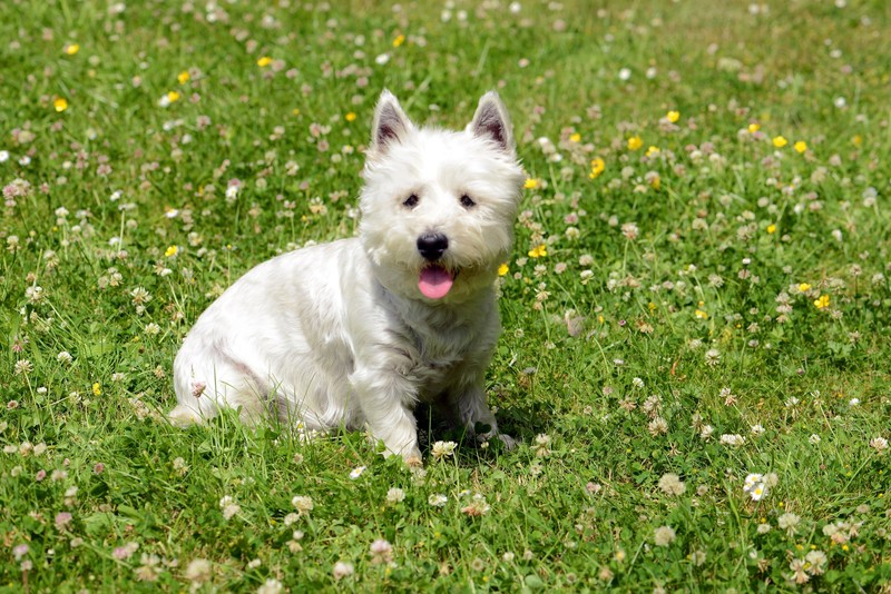 Der temperamentvolle Yorkshire Terrier ist eine geeignete Wahl für den Allergiker*innenhaushalt. 