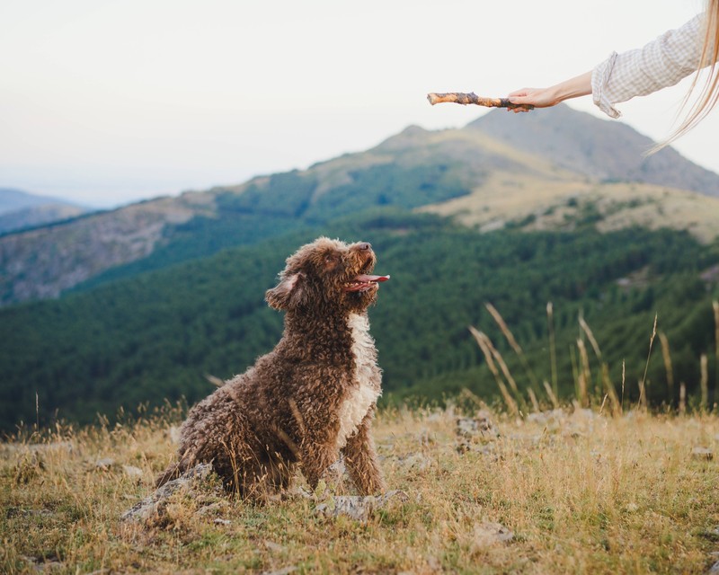 Lebhaft und sozial: Der Labradoodle ist eine besonders beliebte Wahl für Allergiker*innen.