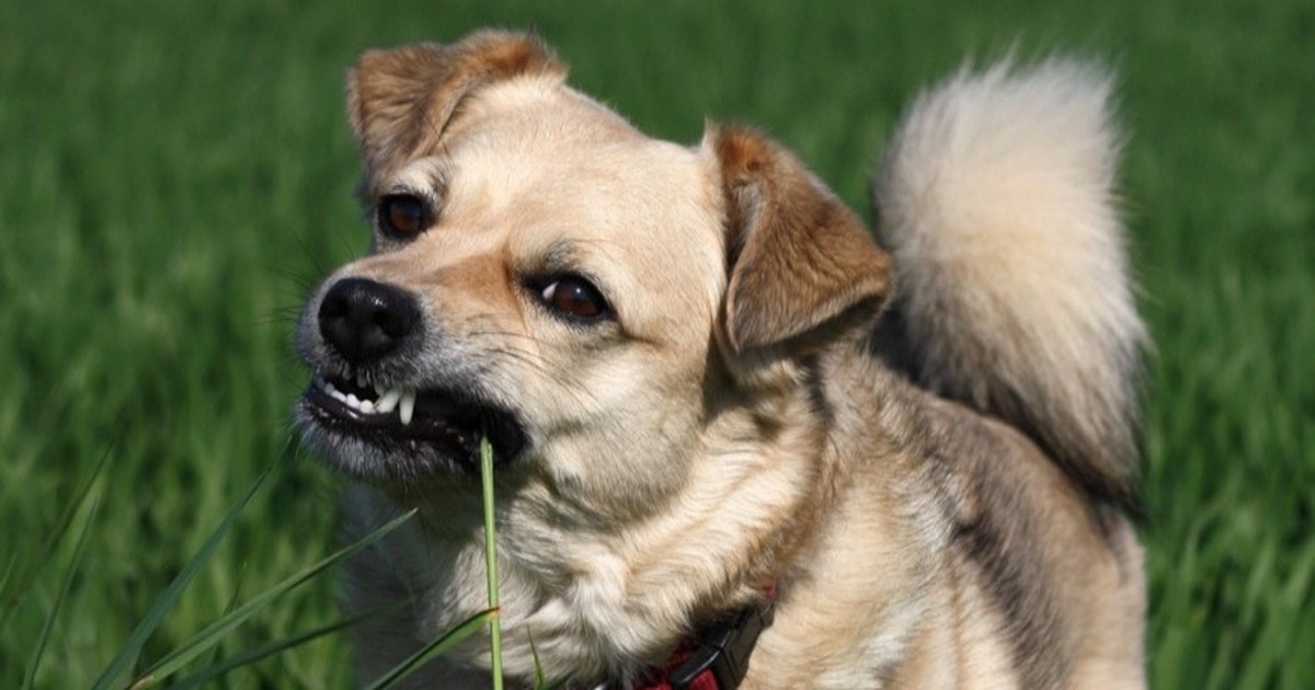 Die Gartenpflanzen sind für Hunde giftig