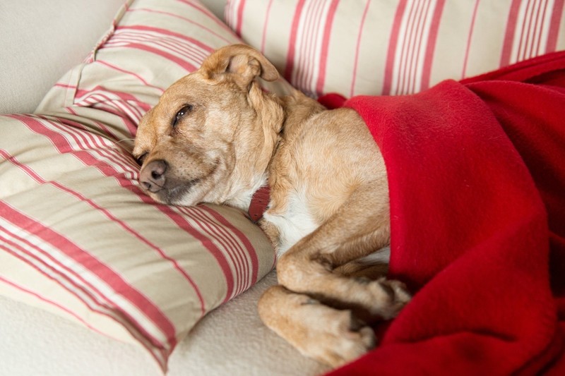 Apathie, Zitter, Durchfall gehören zu den Vergiftungssymptomen bei Hunden.