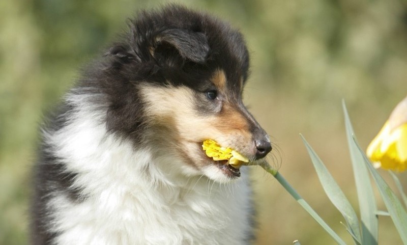 Blumen können bei Hunden zu Vergiftungen führen.