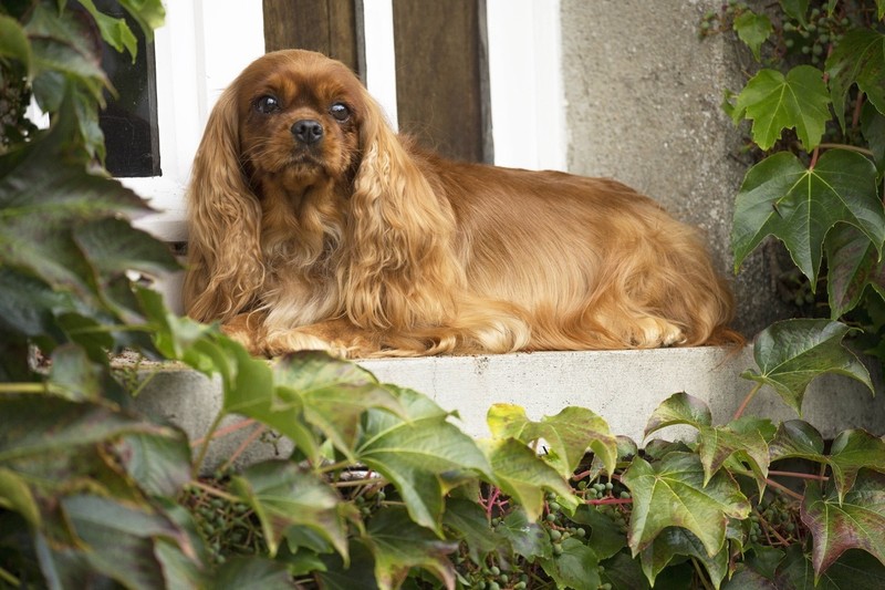 Efeu und andere giftige Gartenpflanzen sind besonders für Welpen gefährlich.