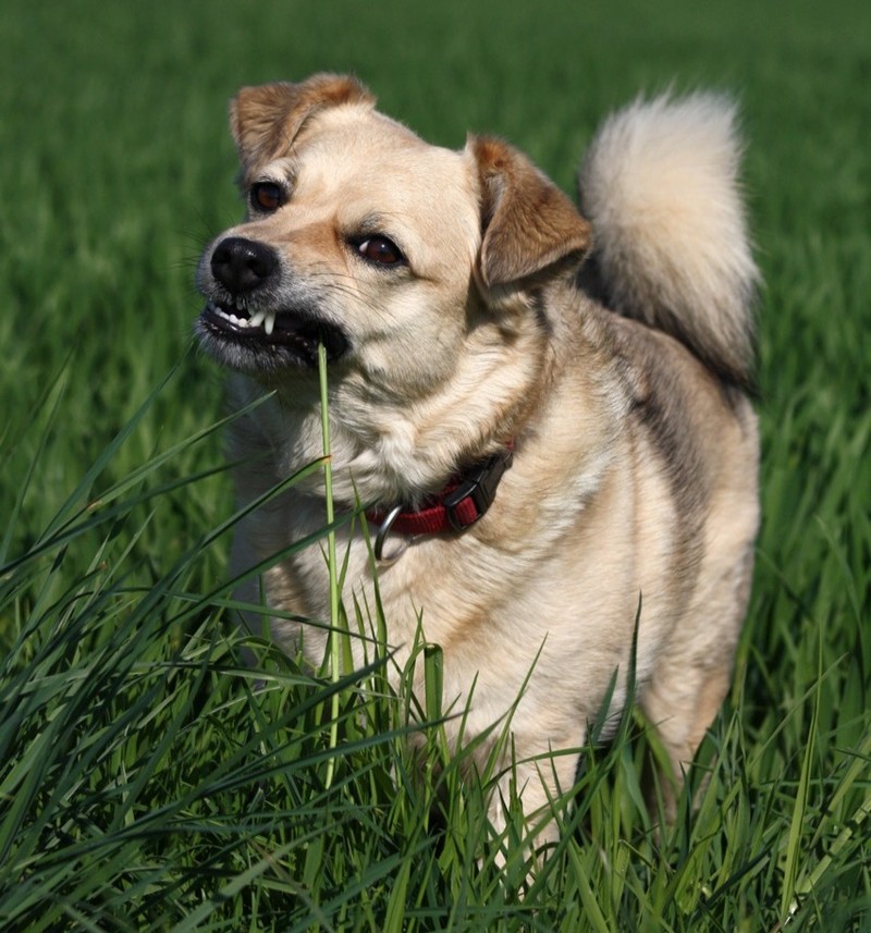 Hunde lieben es, Gras zu fressen.