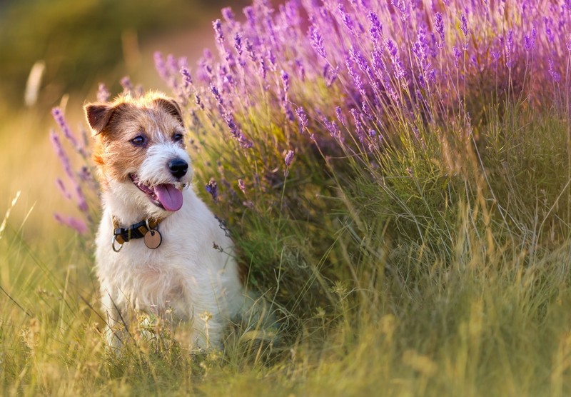 Lavendel ist eine für Hunde unbedenkliche Pflanze.