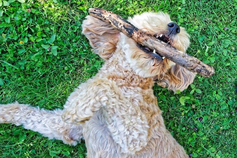 Pflanzen und Pflanzenteile können für Hunde giftig sein.