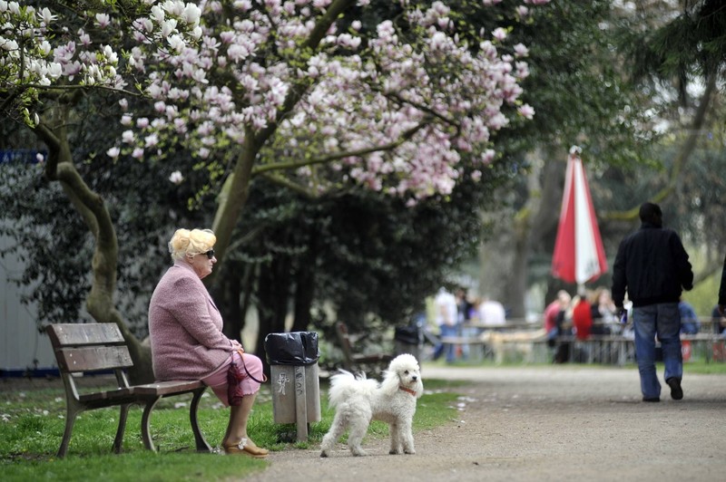 Vorsicht bei Magnolien: Sie sind giftig für Hunde!