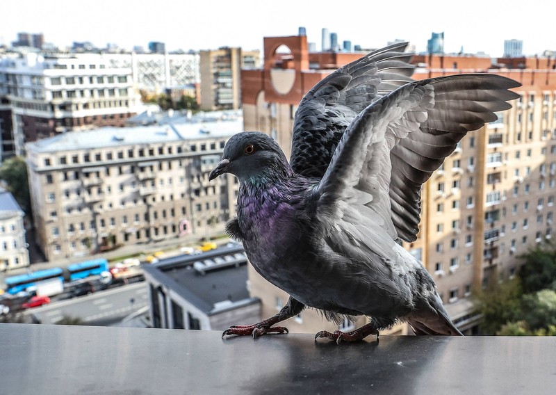 So schön Tauben auch sind, auf dem eigenen Balkon will man sie nicht.