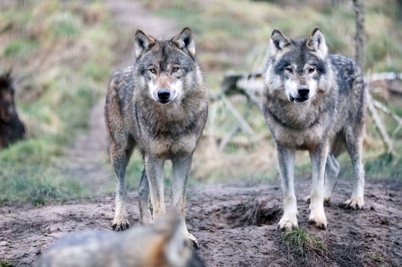Die Wolfpopulation nimmt in Deutschland wieder zu.