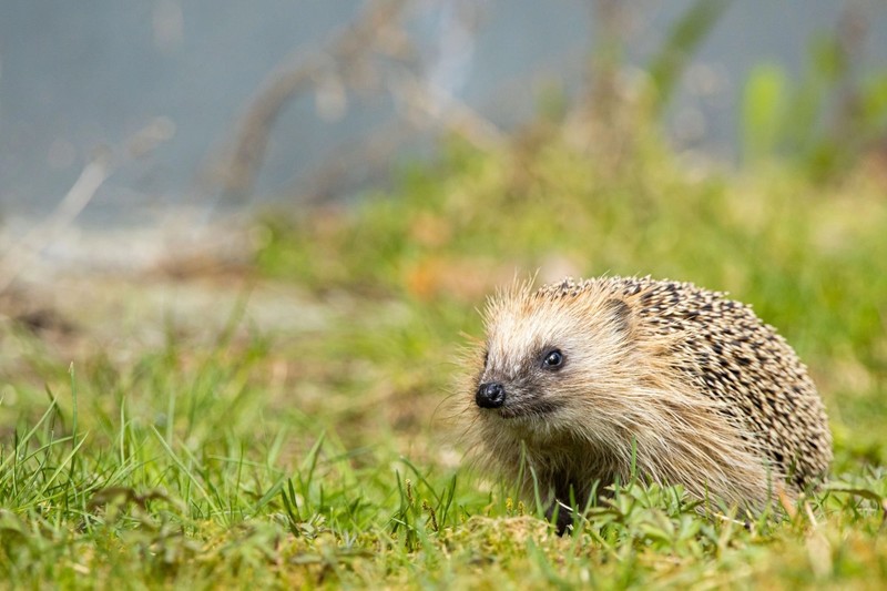 Igel sind von Stacheln bedeckt.