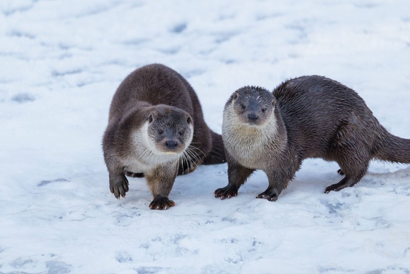 Otter verbringen viel Zeit im Wasser.