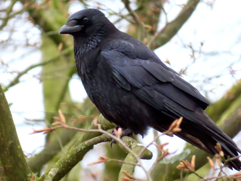Raben und Krähen haben durchweg schwarzes Gefieder.