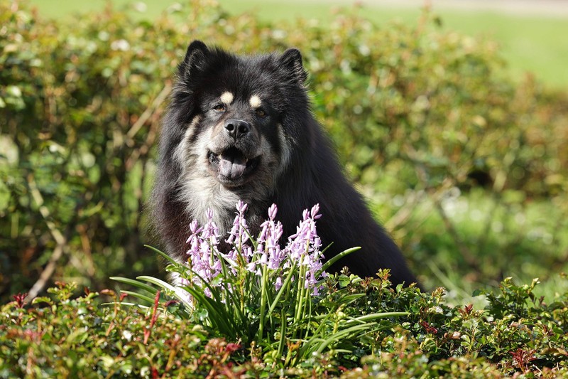 Auch der Eurasier mag keine Aufdringlichkeit.