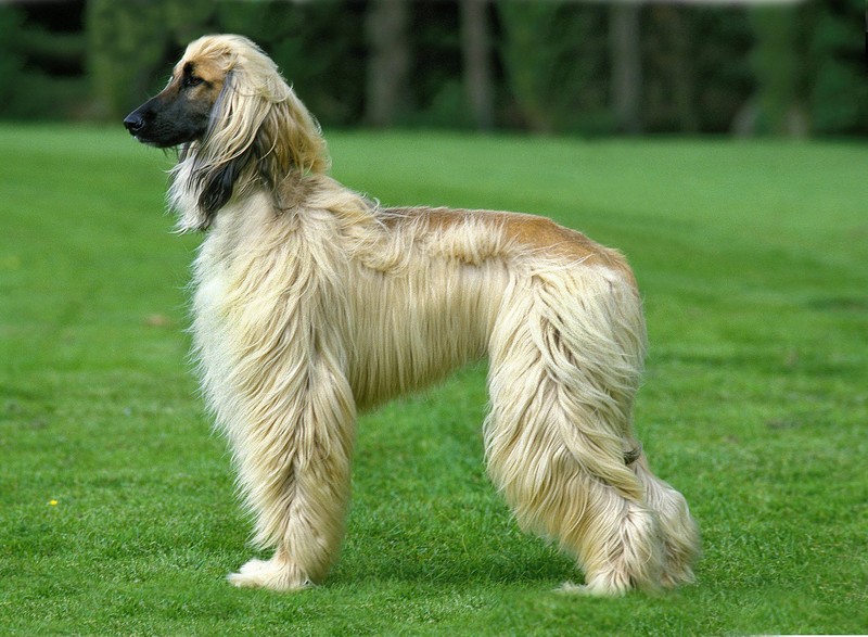 Der Afghanische Windhund bleibt gerne etwas distanziert.