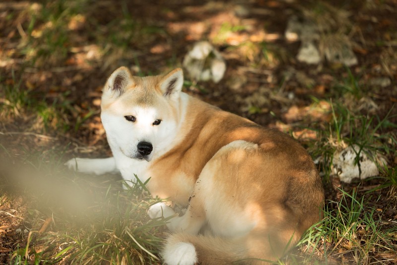 Der Akita Inu ist trotz seiner flauschigen Optik kein Fan von intensiven Kuscheleinheiten.