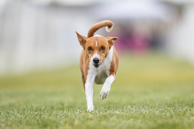 Der Basenji hat viele Eigenschaften, die eher Katzen zugeordnet werden.