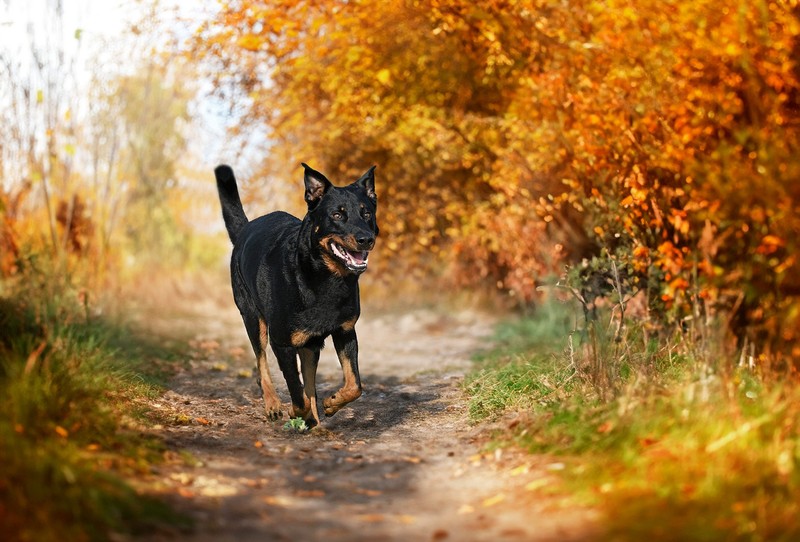 Der Beauceron bevorzugt gemeinsame Aktivitäten anstatt Kuscheleinheiten.