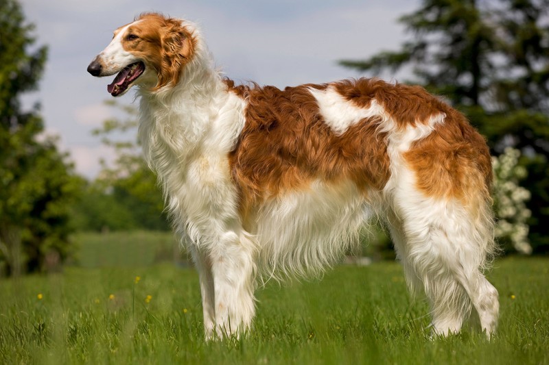 Der Borzoi ist besser bekannt als russischer Windhund.