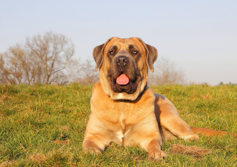 Der Cane Corso ist ein wachsamer Beschützer, bleibt aber lieber etwas distanziert.