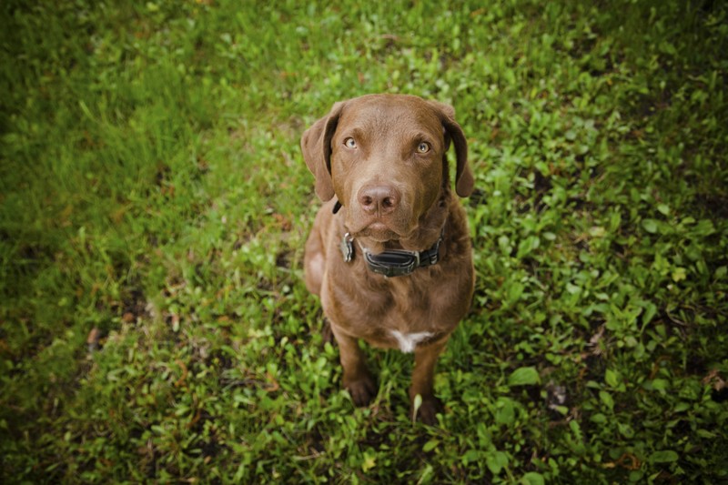 Der Chesapeake Bay Retriever gilt als eine sehr intelligente Hunderasse.