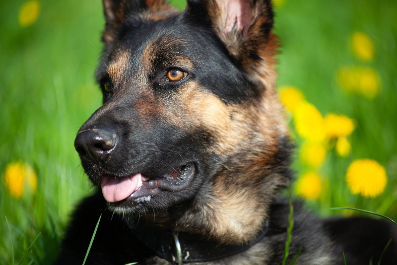 Der Deutsche Schäferhund ist für seine Loyalität bekannt.