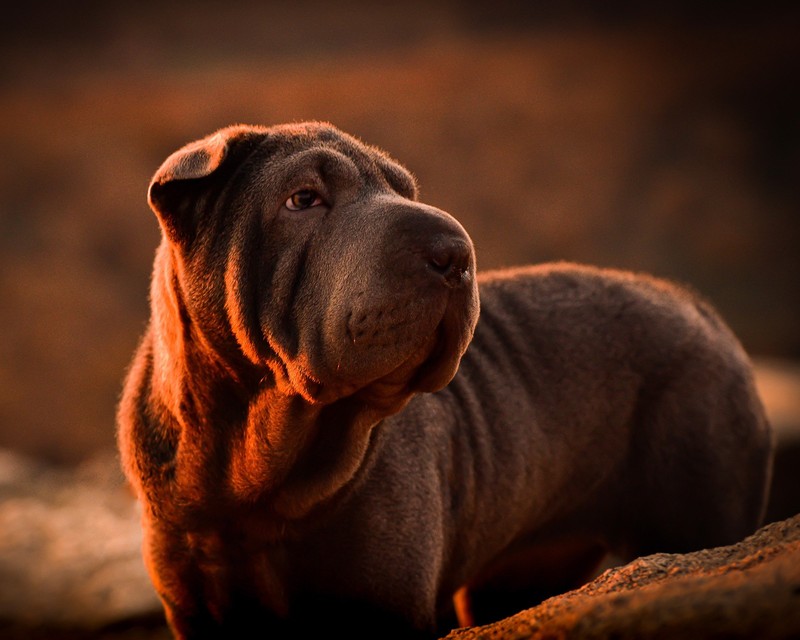 Der Shar-Pei mag ab und an Körperkontakt, aber nur wenn er ihn einfordert.