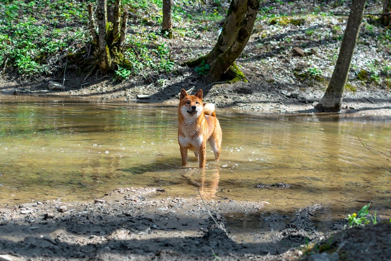 Der Shiba Inu sieht zwar knuffig aus, steht aber nicht so auf inniges kuscheln.