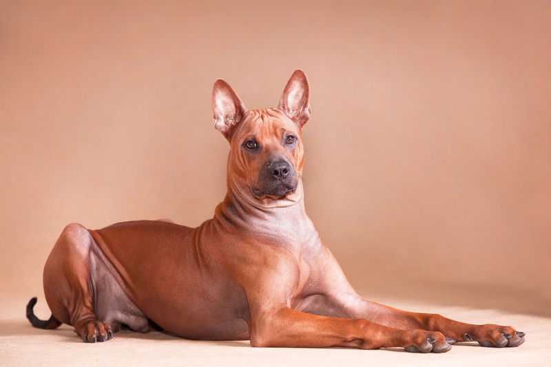 Der Thai Ridgeback ist nicht zu verwechseln mit dem Rhodesian Ridgeback.