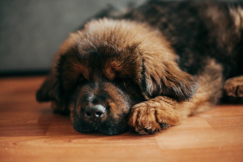 Der Tibet Mastiff ist zwar extrem plüschig, mag aber Berührungen nicht so besonders gerne.