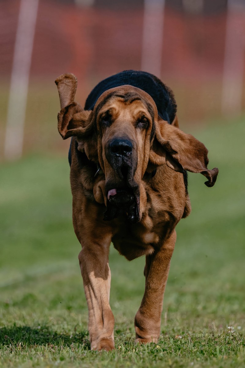 Die Falten des Bloodhounds machen ihr einzigartig.