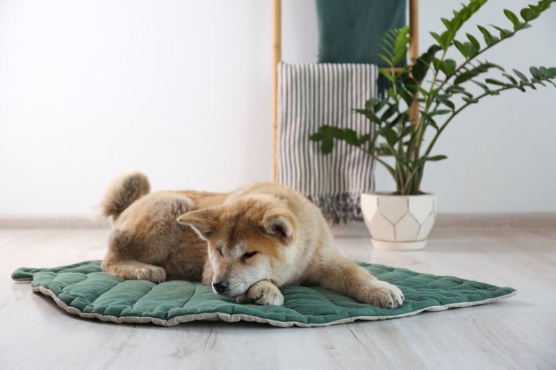 Einer dieser Hunde ist der Akita Inu.