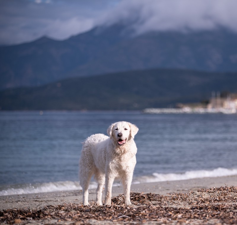 Kuvasz sind dafür bekannt autark eigenständige Entscheidungen treffen zu können, was den Schutz ihrer Herde angeht.