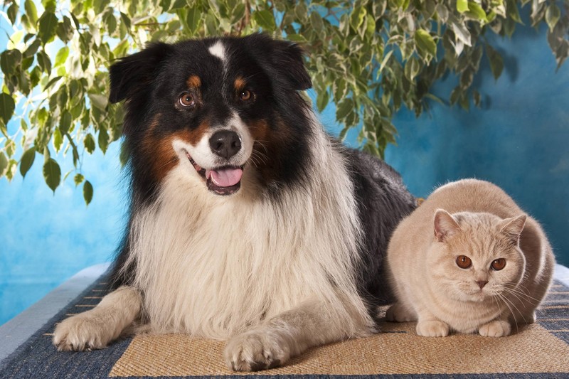 Australian Shepherds eignen sich auch für Katzenhaushalte.