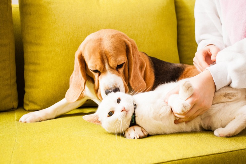 Der Beagle sollte nur mit verspielten, jungen Katzen zusammenleben.