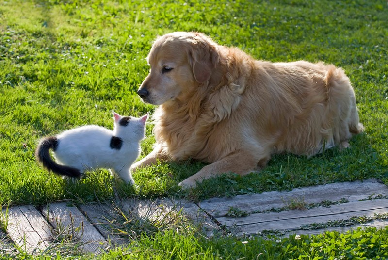 Der Golden Retriever gilt als sozial und freundlich.